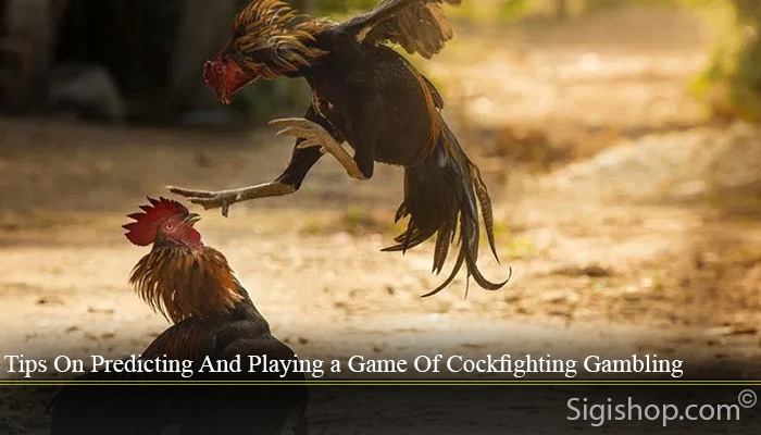 Tips On Predicting And Playing a Game Of Cockfighting Gambling